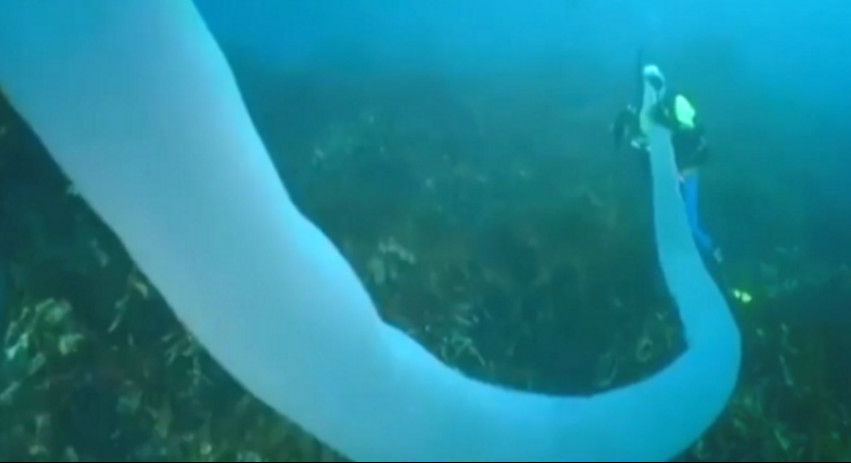 潜水水下遇到巨大不明生物,潜水员海底发现神秘巨型柱状生物