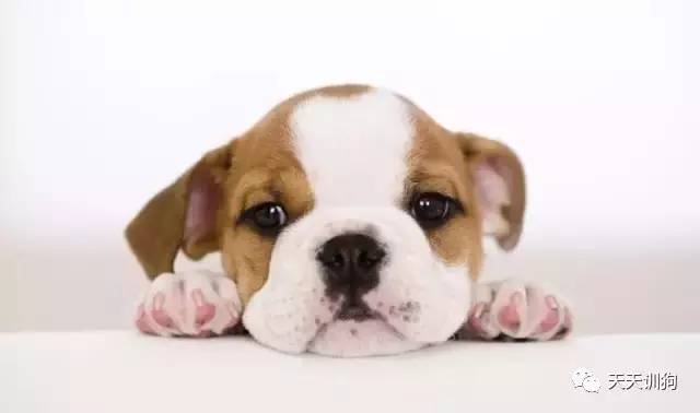 狂犬病最有意义的早期诊断是,狂犬病权威说法