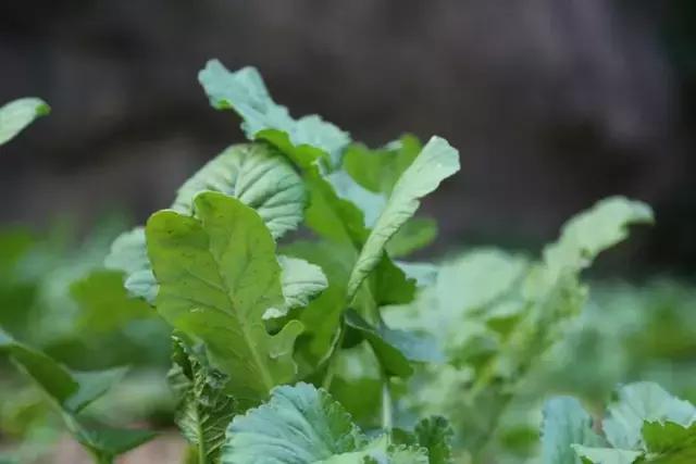 山西历山舜王坪大草原攻略,看云海高山草甸的地方