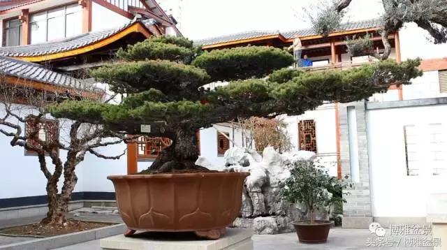 清逸园，一座闹中取静的“文人园林”