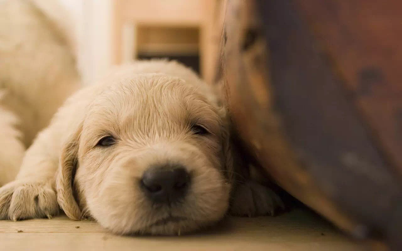 学狗狗护食狗狗的反应,狗狗食物中毒怎样急救