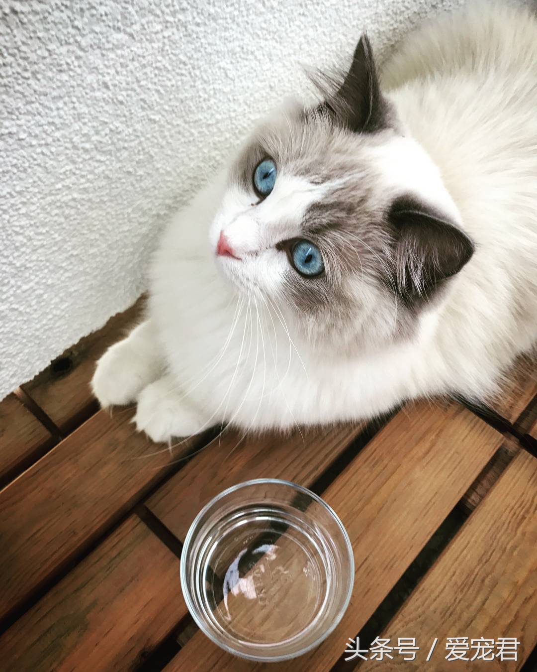 猫咪郁闷可吃什么药,猫咪爱抓东西怎么解决呢