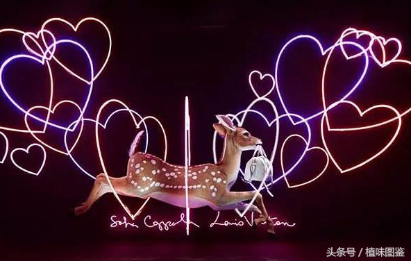 不出国门就能买到全球好物,不出家门看遍世界