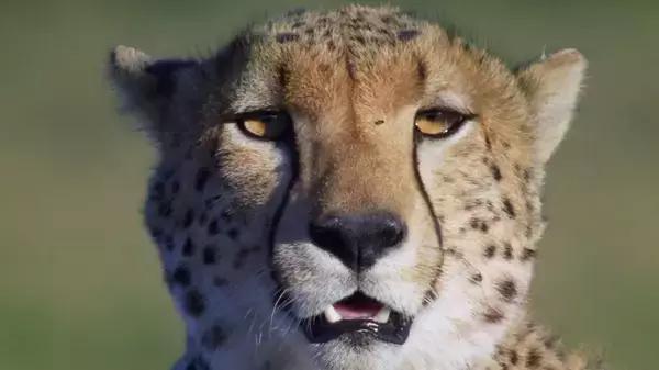 地球神奇的一天纪录片完整版,给孩子看的纪录片神奇地球