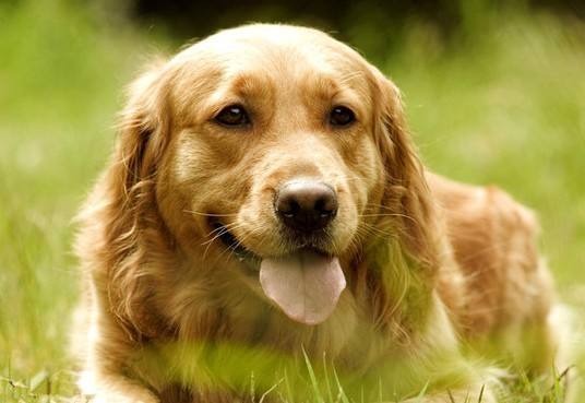 公金毛和母金毛体重有多大区别,母金毛凶还是公金毛凶