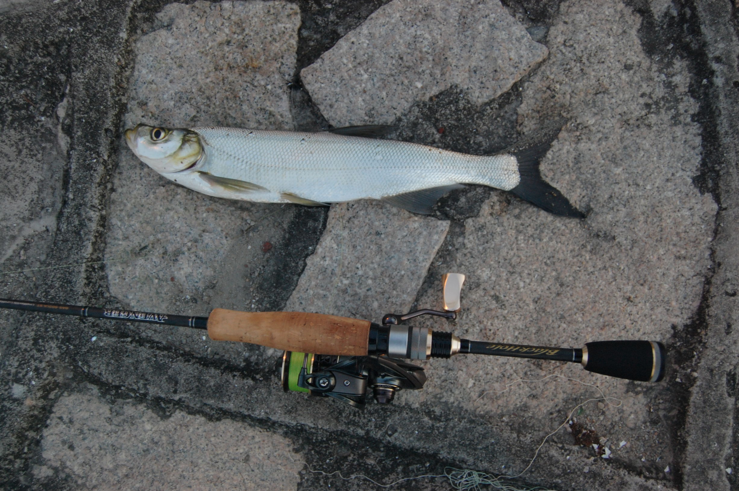 新手罗非鱼钓法,新手罗非鱼