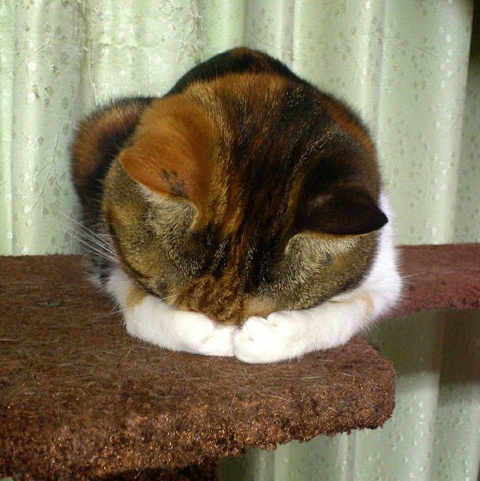 不要说我孤独,我还有猫