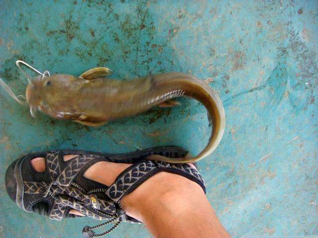 此鱼酷似老鼠，味道毫不逊于“长江三鲜”只是很难钓获