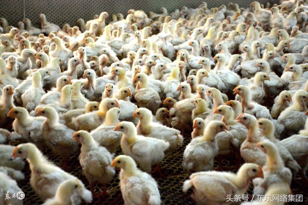 不同品种的鸡混养打架怎么办,自己养的鸡为什么突然打架了