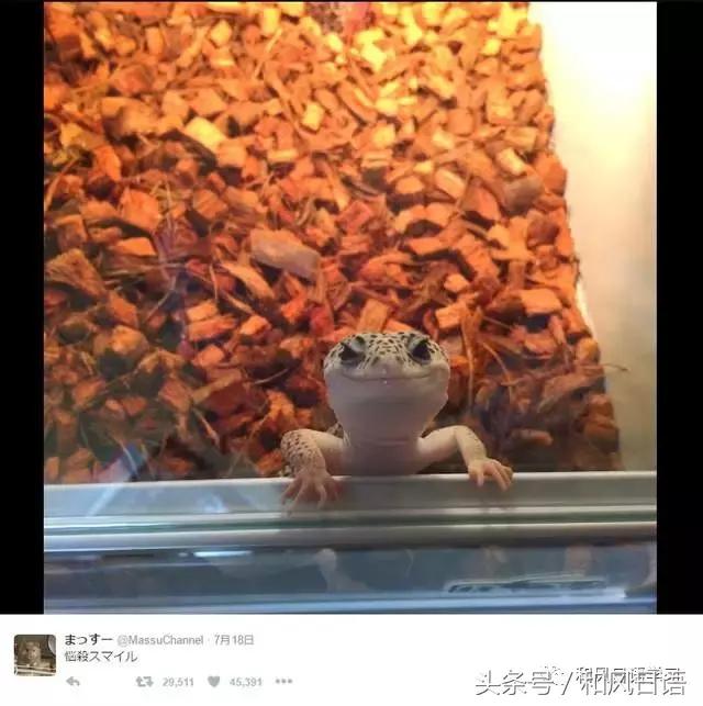 日本可爱小壁虎,日本宠物壁虎