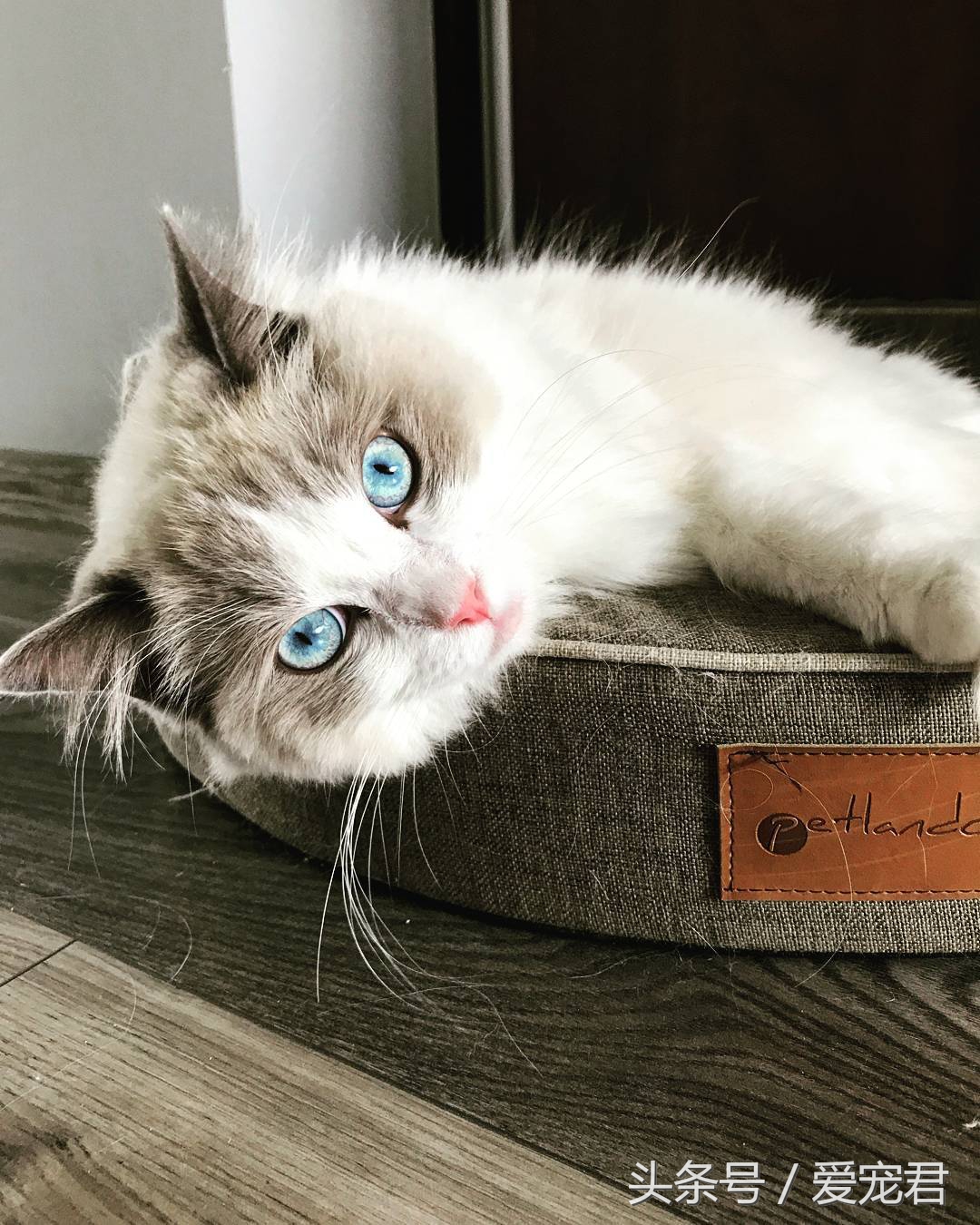 郁闷猫咪,猫咪为什么总爱抓猫抓板