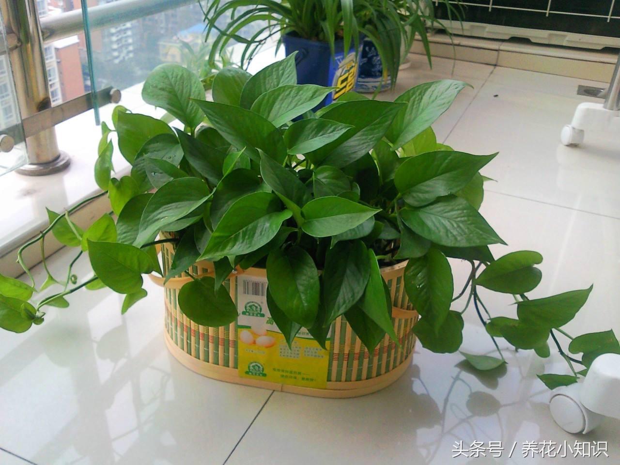 绿萝叶子发黄用什么办法能变绿,绿萝叶子发黄快速补救方法水养