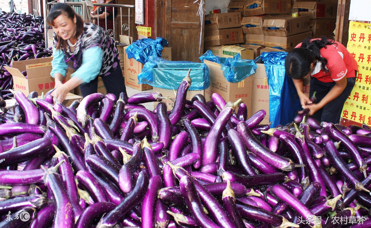 山区农村适合什么致富项目,适合农村小型养殖的致富项目