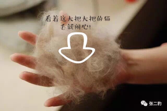 猫咪掉毛期不喂化毛膏可以吗,有什么办法能解决猫咪掉毛