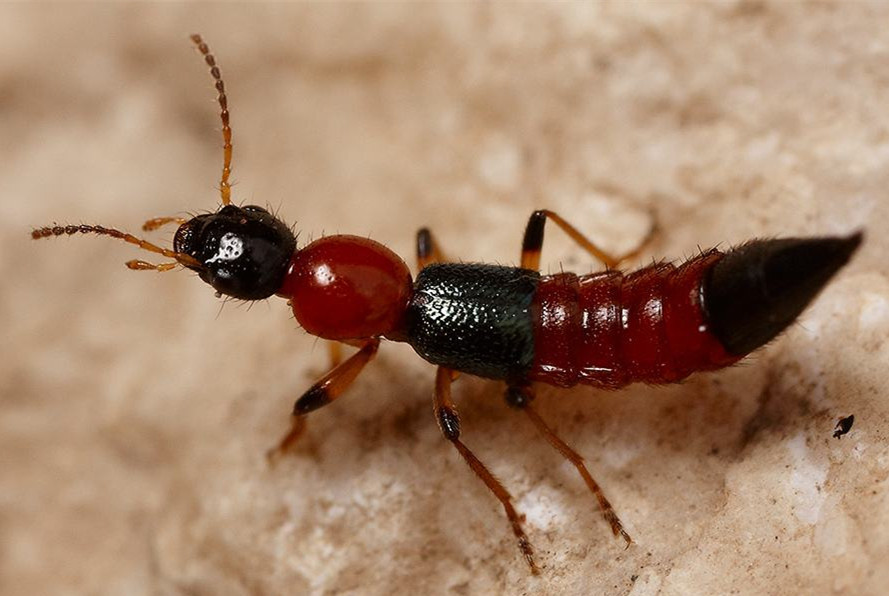 夏天咬人毒虫有哪些,被毒虫咬一般什么虫子