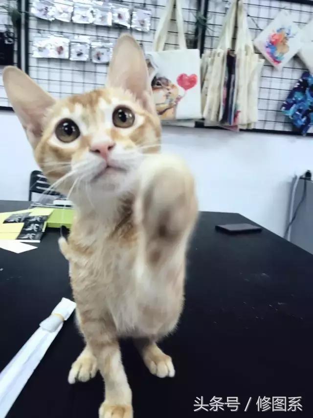 修图师会用哪些修图软件,修图师都用ps么