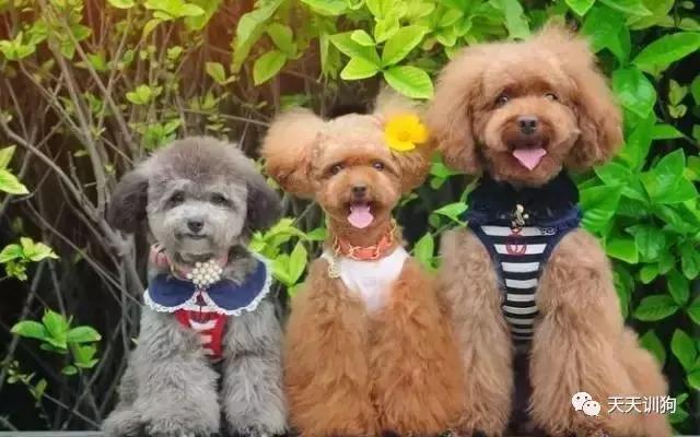 狗狗毛发褪色怎么回事如何解决,比熊狗狗鼻子褪色什么原因