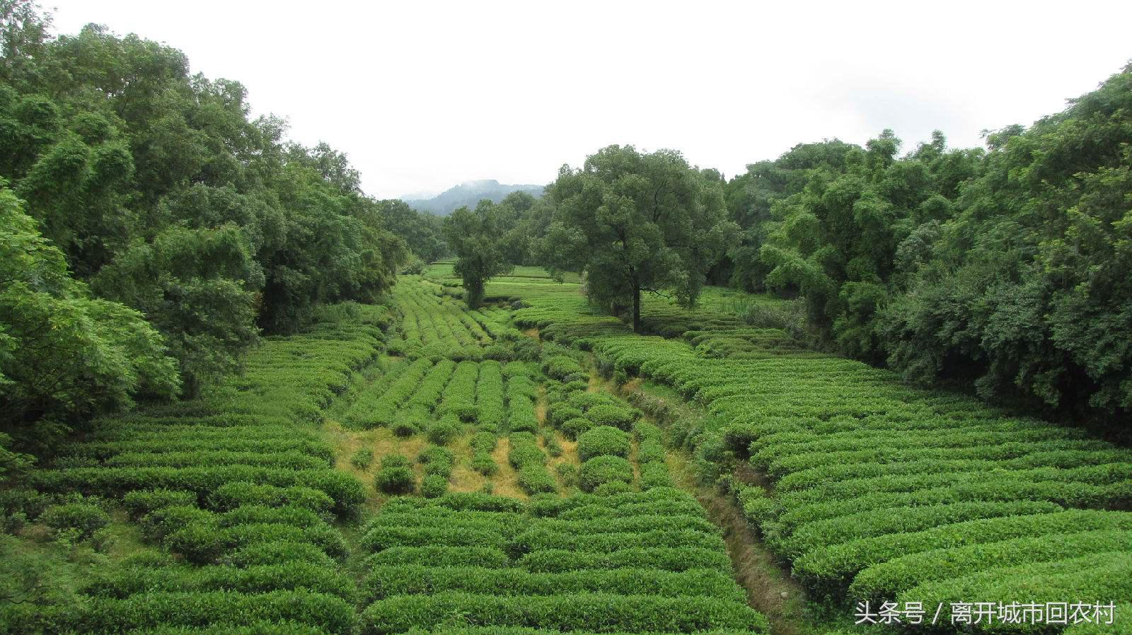 大学生回农村创业有什么政策,大学生回农村创业有哪些好项目