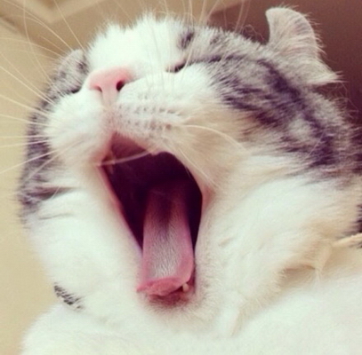 猫王不发威当我是哈喽kitty？献给皇帝的猫不可能是一般猫