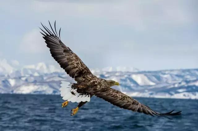 “父母在,不远游”?移民之后,我们的父母该怎么办?