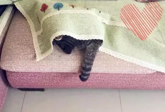 别跟我谈什么梦想我只想躺赢,别跟我谈什么梦想