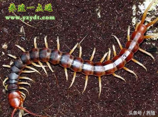 蜈蚣黑斑病发病机理研究,蜈蚣黑斑病