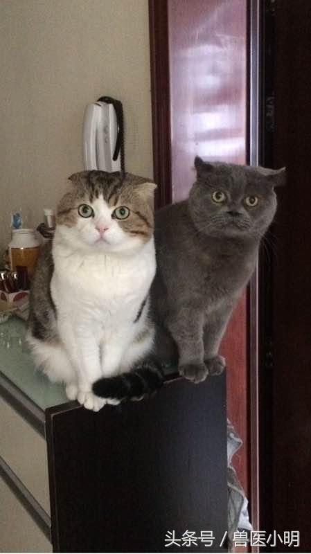 两只猫一见面就打架处理办法,两只猫怎么确定猫是玩还是打架