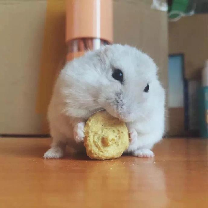 宠物仓鼠知识大全集,关于宠物仓鼠的文章