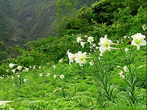 全世界各国的国花有哪些,世界各国国花大全图表