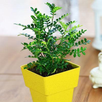 装修好的房子种什么植物能去甲醛,24小时去甲醛有害气体的植物