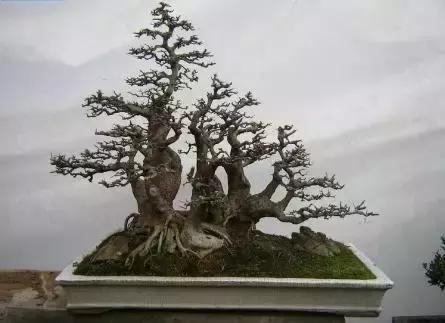 北方室外过冬的盆景对节白蜡盆景,小叶女贞和对节白蜡哪个适合盆景