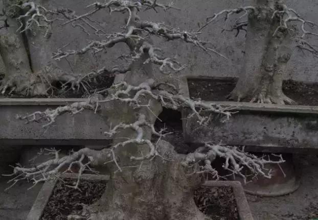 北方室外过冬的盆景对节白蜡盆景,小叶女贞和对节白蜡哪个适合盆景