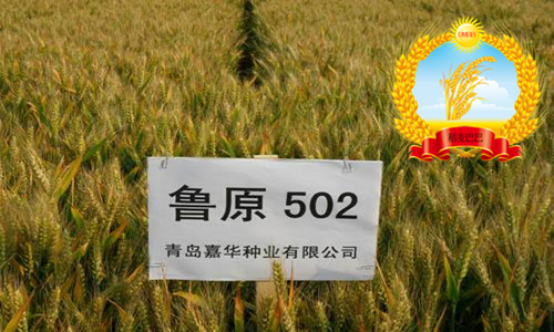 鲁原118小麦种和502麦种对比,鲁原502小麦种产量好不好