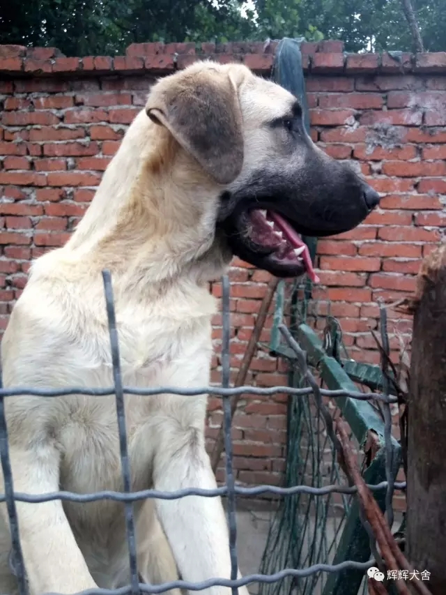 新手好养的四种猛犬,老司机正确的选择