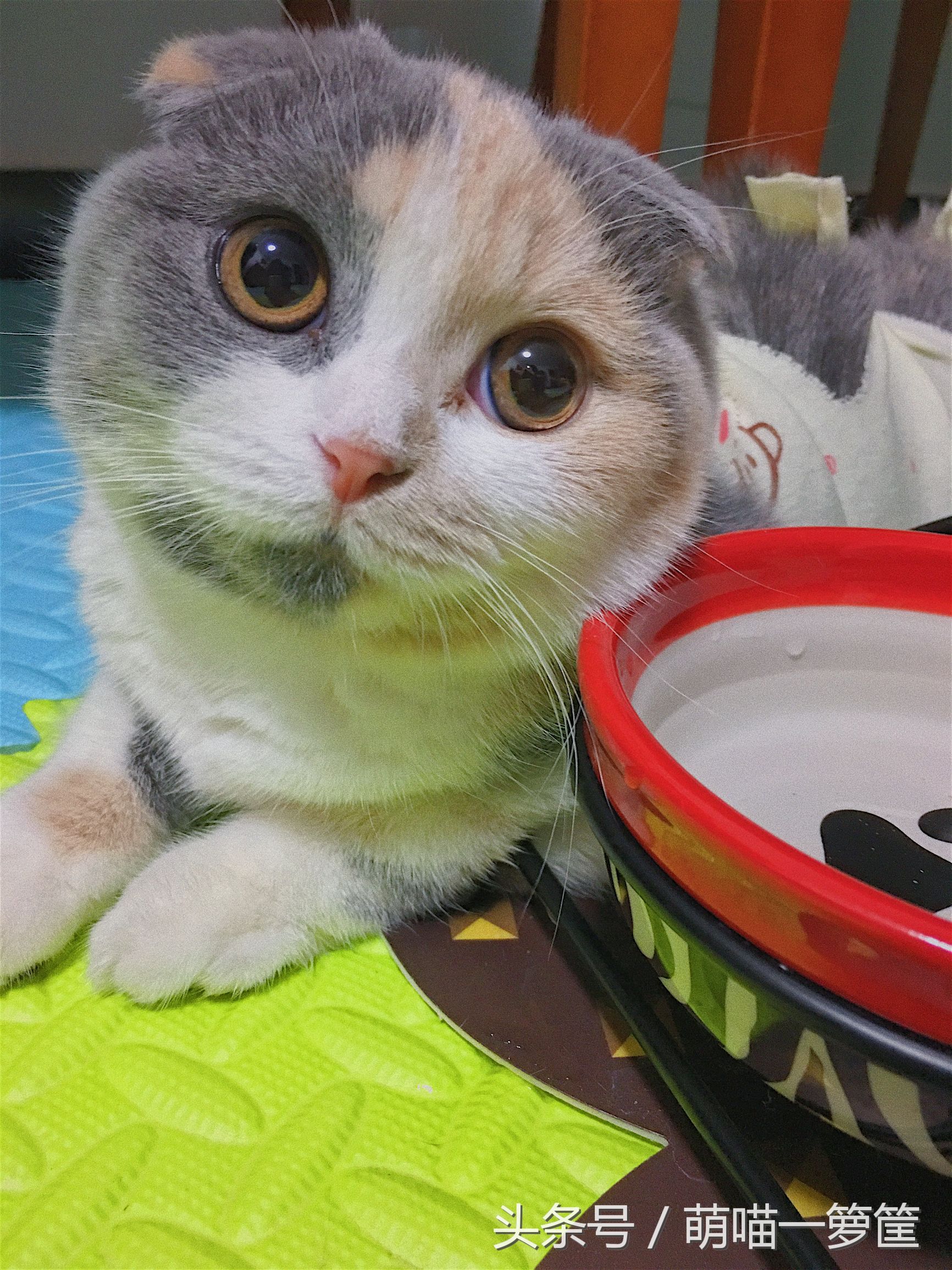 怎么辨别两只猫咪打架还是玩耍,多猫家庭怎么辨别猫尿