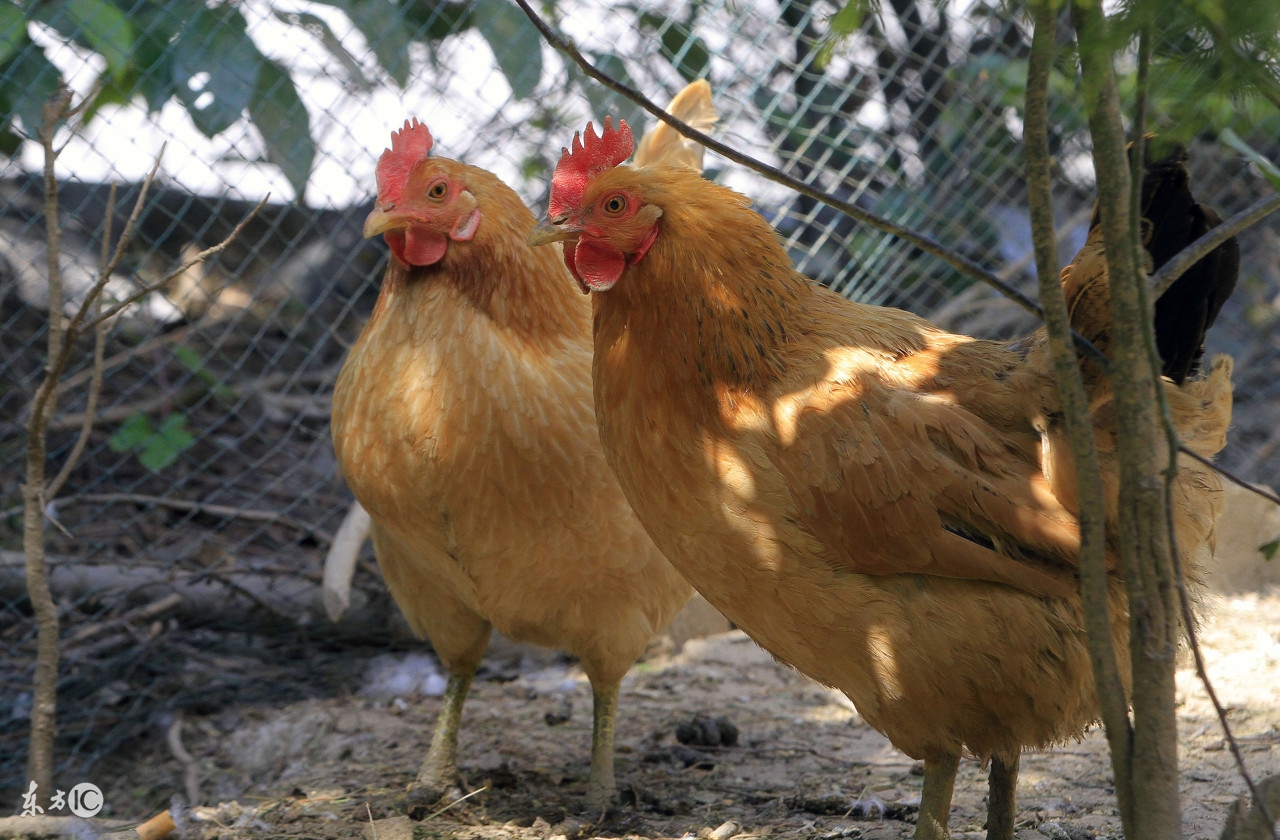 69年的属鸡男找93年的属鸡女,93年属鸡要30岁以后才过得好