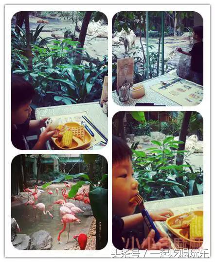 带宝宝长隆野生动物园旅游攻略,广州长隆野生动物园旅游攻略