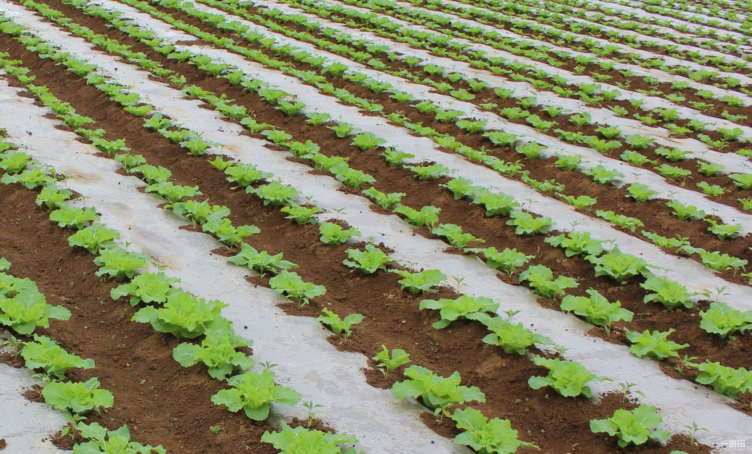 种的蔬菜刚发芽就被虫吃了,种的菜出来就被虫吃了