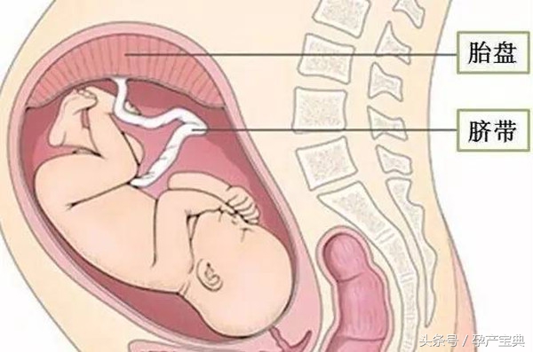 孕晚期吃西柚会使胎盘老化吗,孕晚期胎盘老化导致胎儿偏小