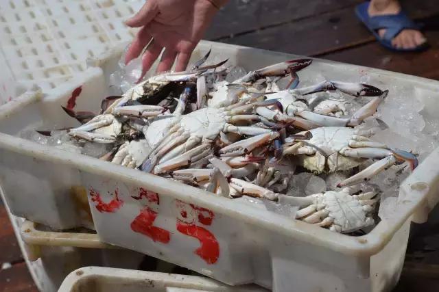 又到吃海鲜的季节咯！一位吕四渔民整理的海鲜大全，保证有你不认识的！