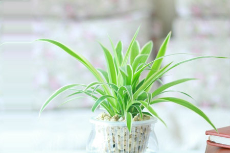 吊兰水培怎么才能长得好,吊兰怎么水培长得快