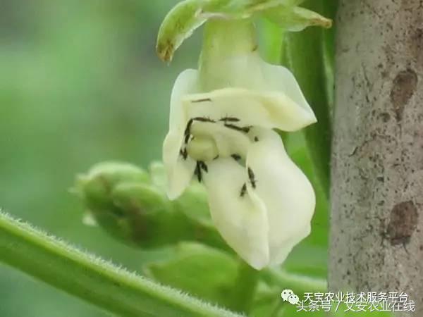 家用杀虫剂喷雾十大品牌,内吸性杀虫剂十大排行