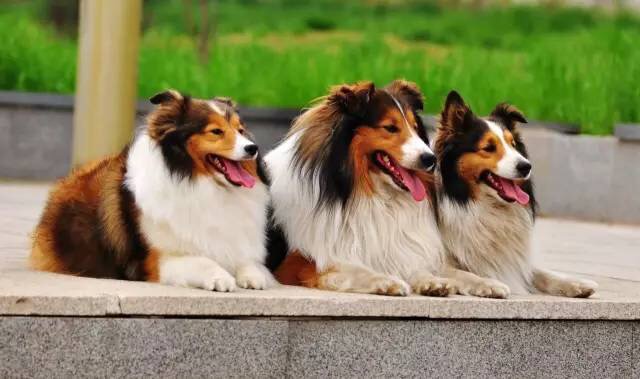 狗狗食物中毒怎样急救,狗狗误食中毒的表现