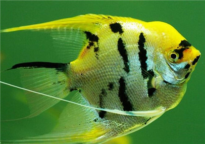 神仙鱼防止寄生虫,神仙鱼用什么药治疗