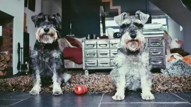 好想领养一只小型的狗,诚心诚意想领养一只宠物狗