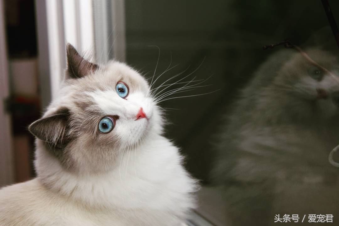 郁闷猫咪,猫咪为什么总爱抓猫抓板