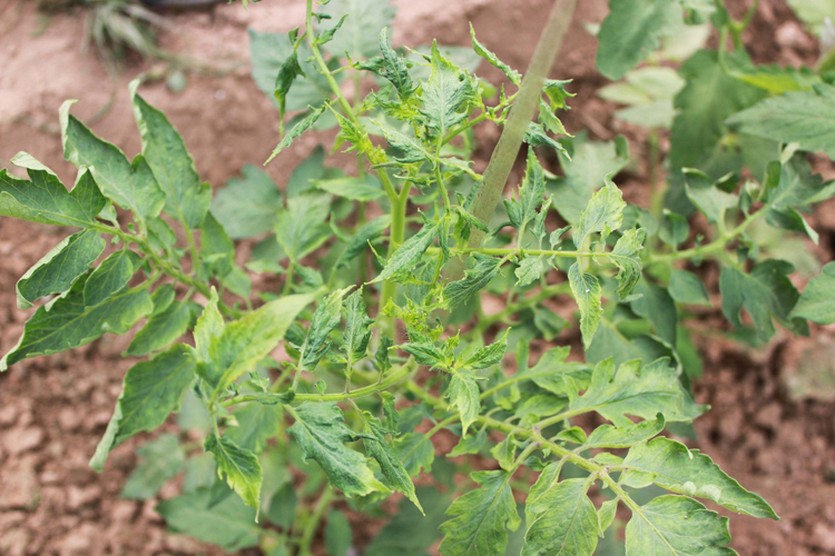 番茄低温症状和病毒病的区别,番茄花叶病毒病症状