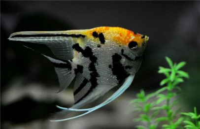 神仙鱼有寄生虫,神仙鱼寄生虫怎么去除