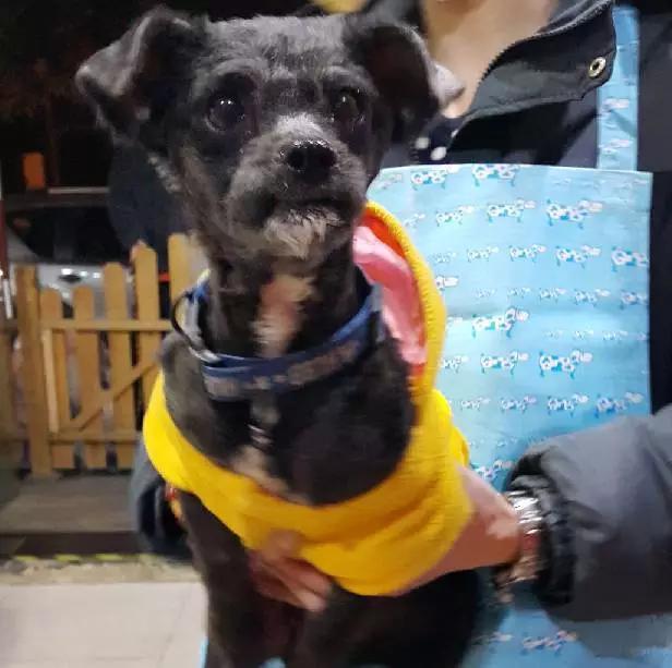 上海嘉定哪里有免费领养狗,瑶海区附近最近的宠物领养