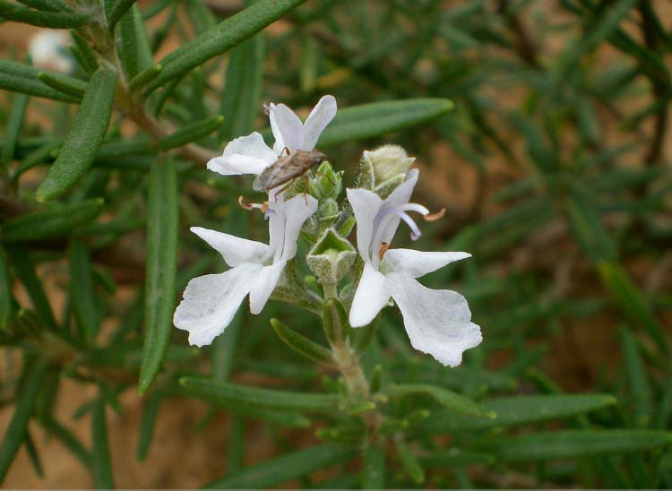 花卉迷迭香,迷迭香花卉